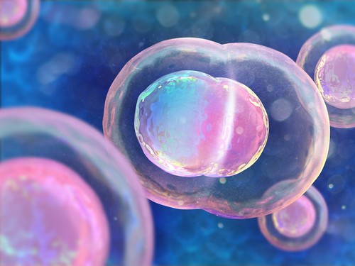 Bladder Cancer Stem Cell Inhibitor