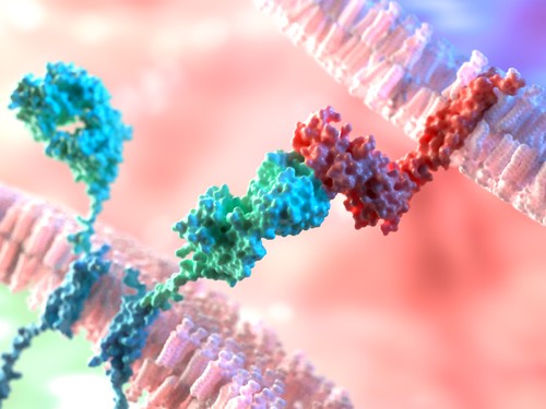 Immune Checkpoint Inhibitor