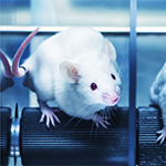 Bladder Cancer Modeling