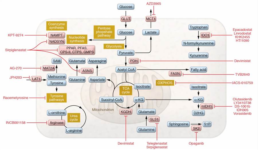 Fig.1 Metabolic inhibitors for oncology applications. (Lemberg, K. M., et al., 2022)