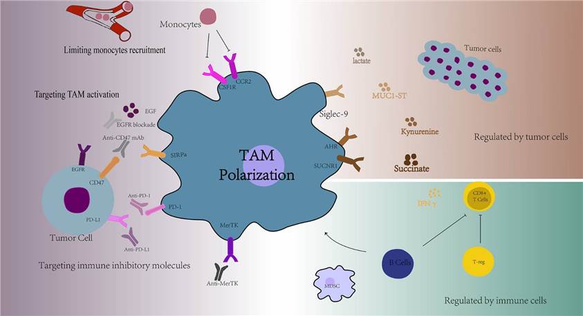 Fig.1 Overview of TAMs for cancer treatment. (Pan, Y., et al., 2020)