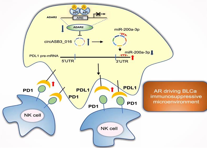 Fig.1 NK cell antitumor efficacy in vivo. (Liu, Q., et al., 2022)