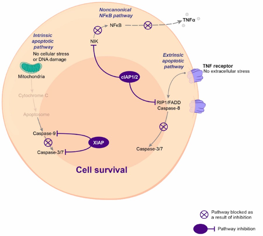 Fig.1 IAPs block apoptotic signaling pathways, promoting prosurvival signaling. (Ferris, R. L., et al., 2023)