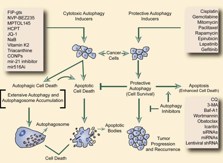 Fig.1 Overview of TAMs for cancer treatment. (Konac, E., et al., 2021)