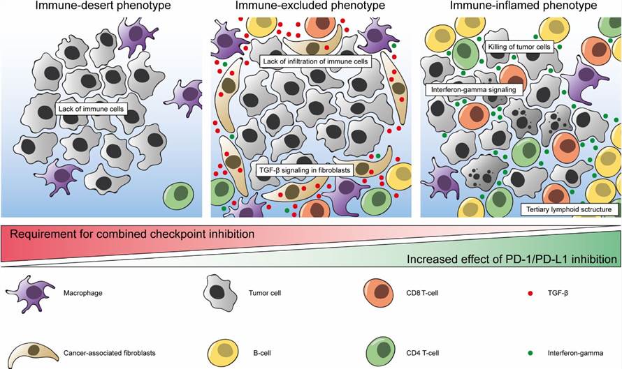 Fig.1 Overview of TAMs for cancer treatment. (van Dorp, J., et al., 2023)