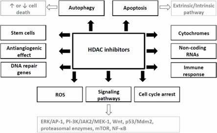 Fig.1 Mechanism of anticancer effects of HDAC inhibitors. (Eckschlager, T., et al., 2017)