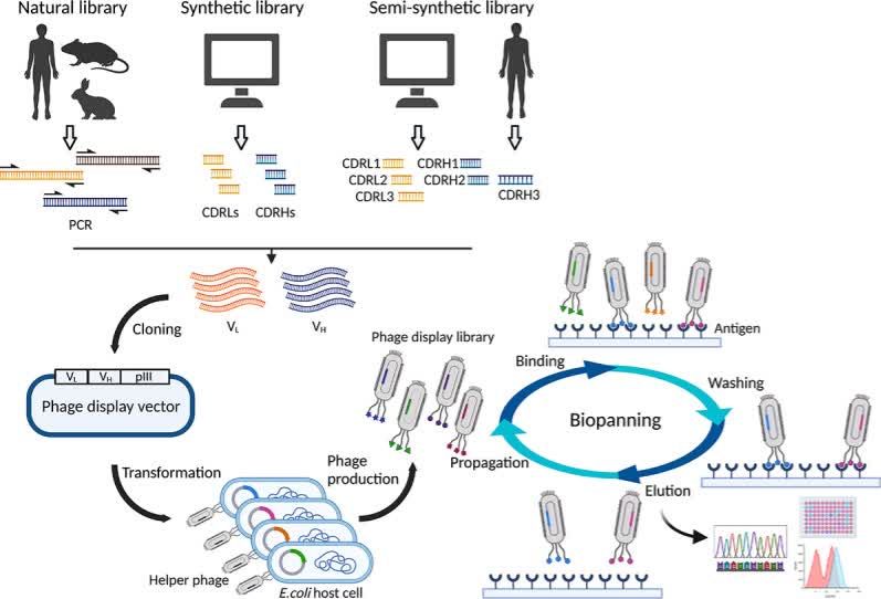 Fig.1 Introduction to Antibody Discovery
