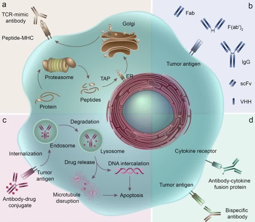 Fig.1 The engineering of antibody therapeutics