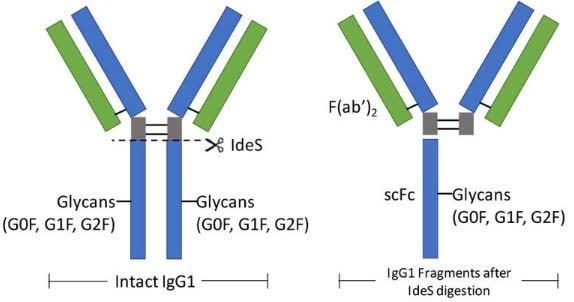 Fig.1 Schematic drawing of intact IgG1 and IdeS-cleaved IgG1 fragments.