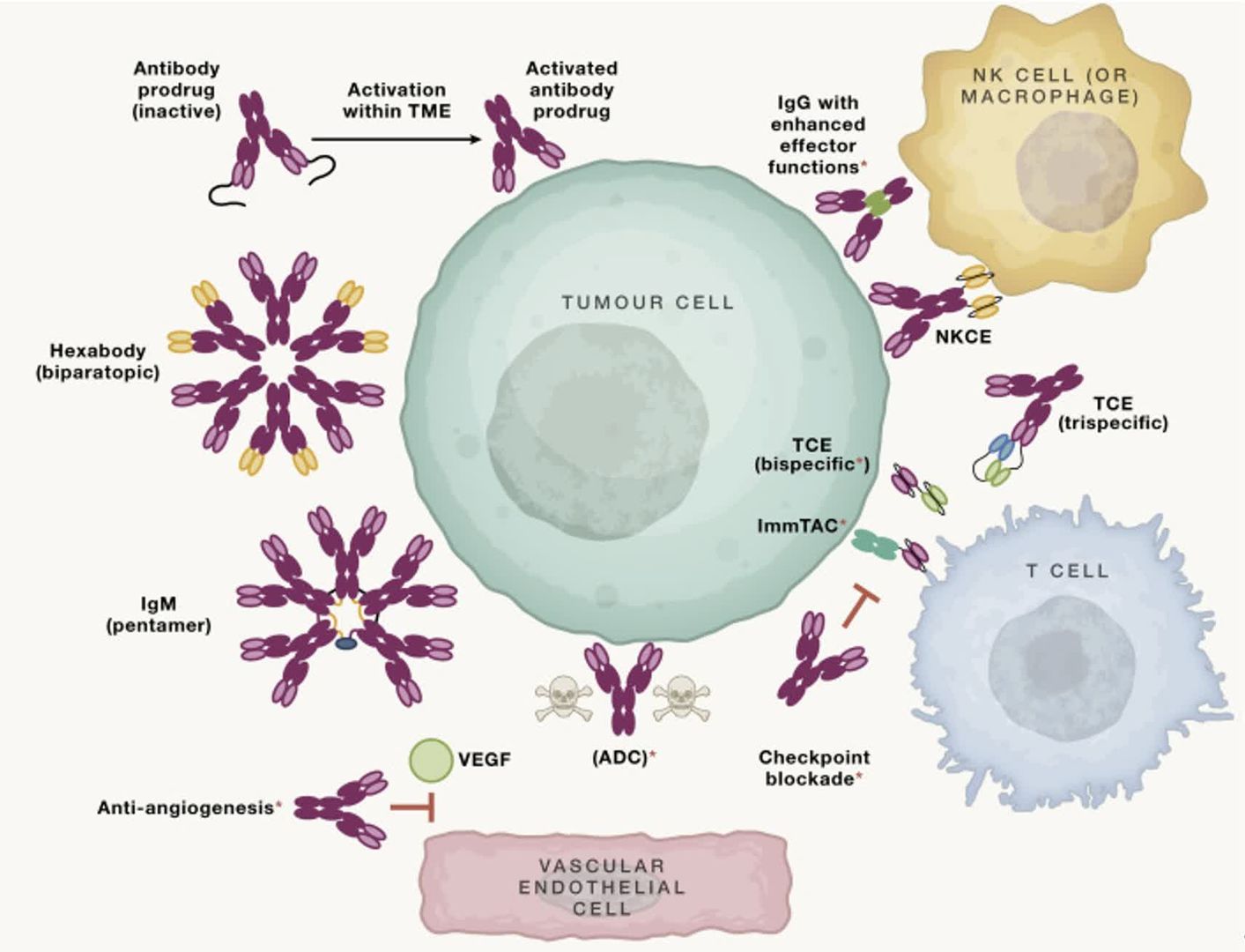 Fig.1 antibody-based therapeutic strategies for bladder cancer.