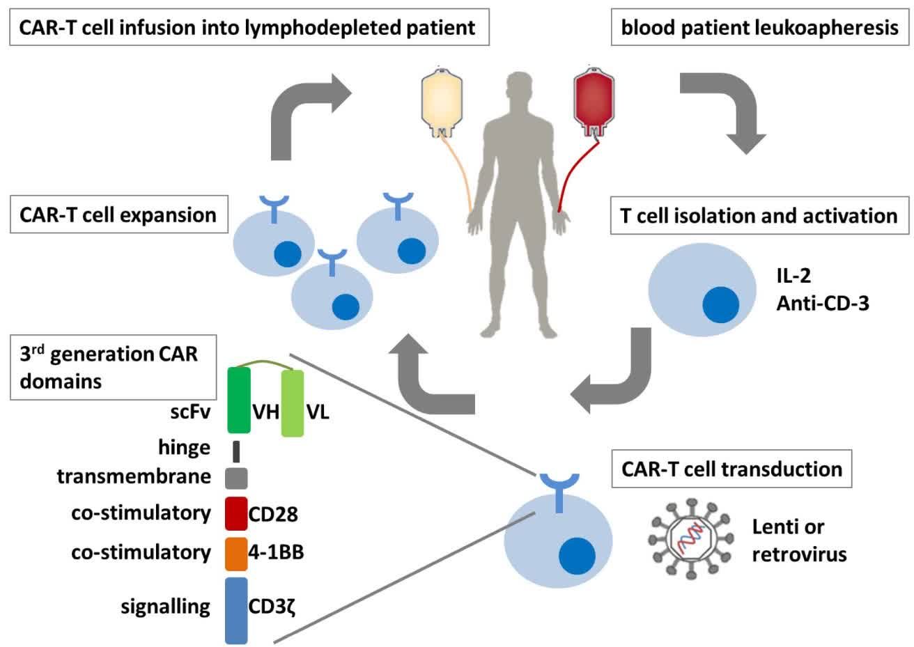 Fig.1 CAR-T cell therapy.