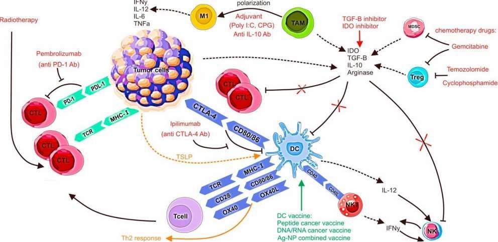 Dendritic cell therapy process.
