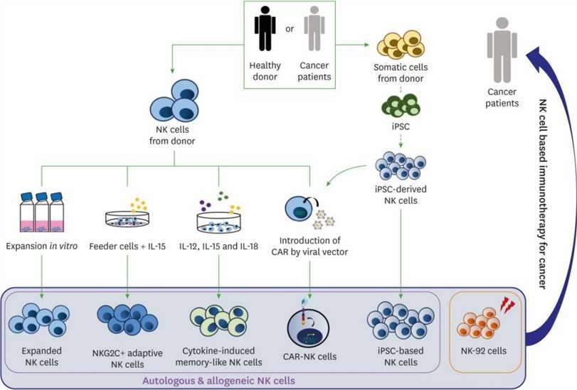 NK cell-based immunotherapy for cancer.