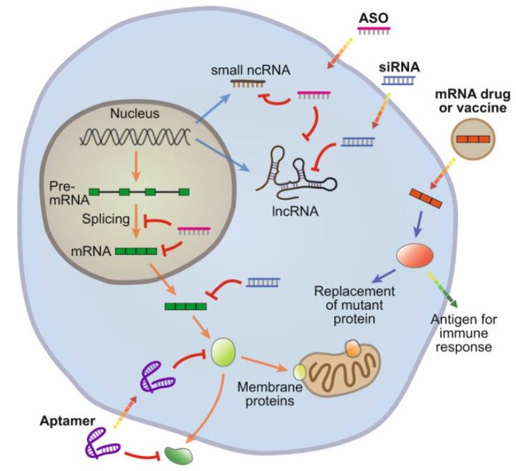 RNA therapy.