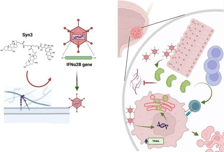 Interferon gene therapy for bladder cancer.