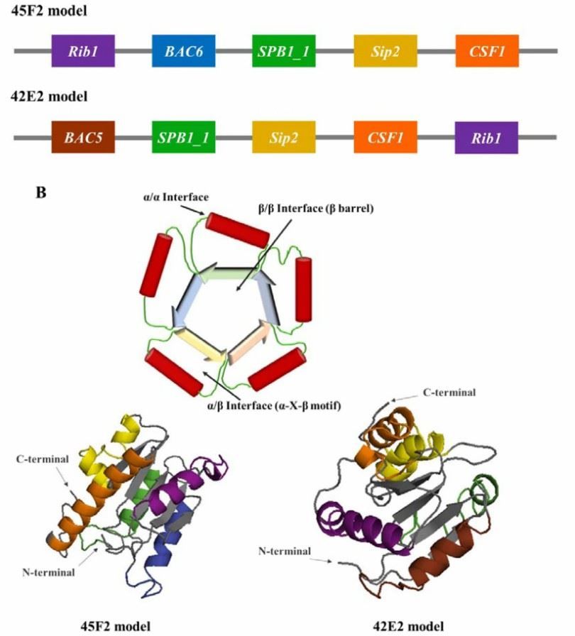Schematic diagram and predicted 3D model of designed chimeric multiepitope vaccines. (Unajak S., et al., 2022)
