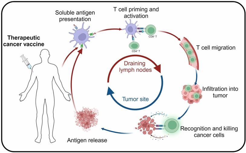 The mechanism of cancer vaccine in vivo. (Fan, T., et al., 2023)