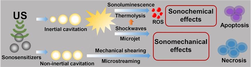 Schematic illustration of SDT's possible mechanisms. (Pan, M., et al., 2023)