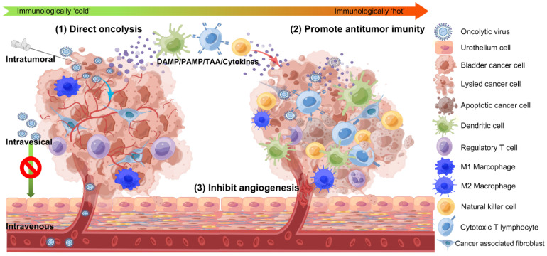 Fig.1 Proposed antitumor mechanisms of oncolytic viruses in bladder cancer. (Hu H., et al. 2022)