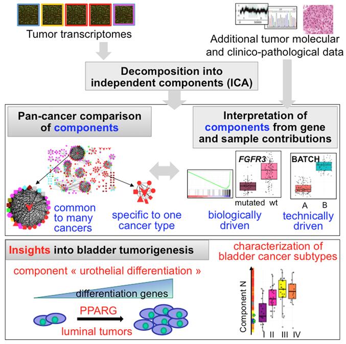 Fig.1 Bladder tumor transcriptome reveals insights into luminal and basal subtypes.