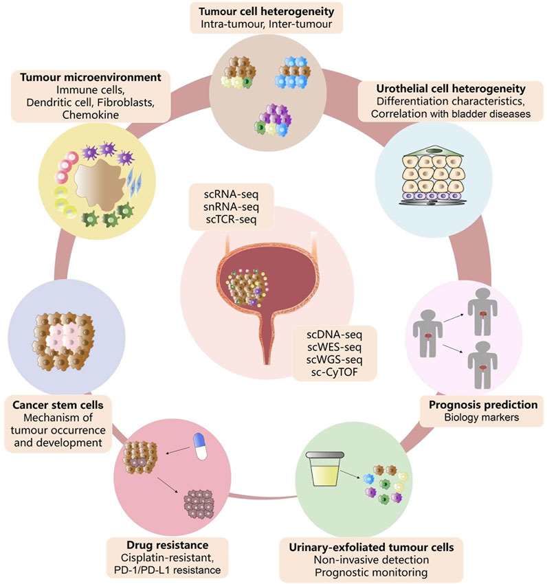 Fig.1 Advances of single-cell sequencing in bladder cancer.