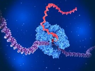 Single-Cell Transcriptome Sequencing