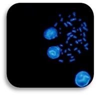 Advanced FISH Technologies