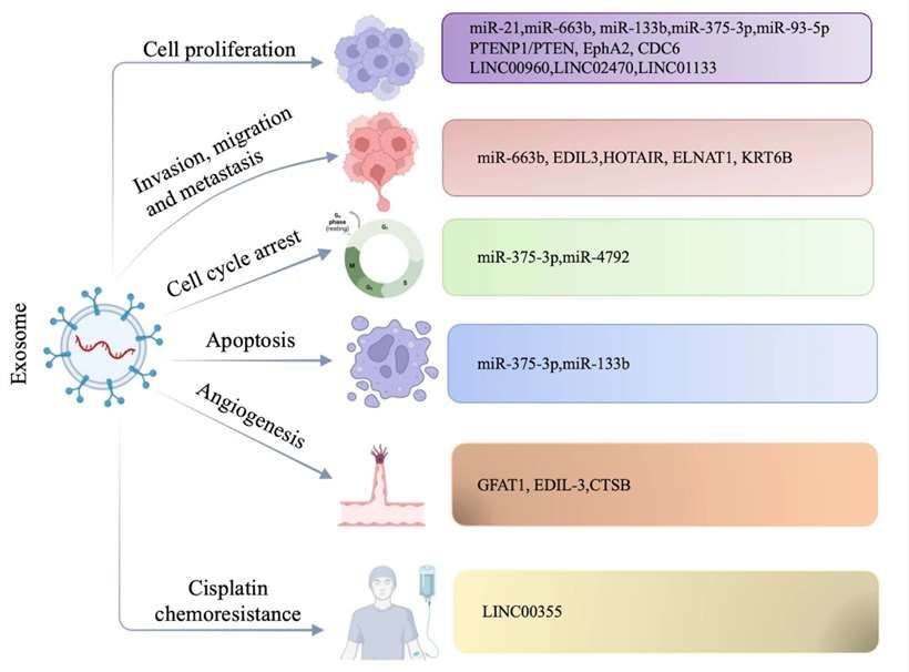 Fig.1 The signaling pathways involved in exosomes regulating bladder cancer progression.