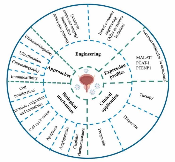 Fig.1 Summary of the biogenesis, function, expression profiles, and biological mechanisms of exosomes and their contents in bladder cancer diagnosis, prognosis, and drug delivery.
