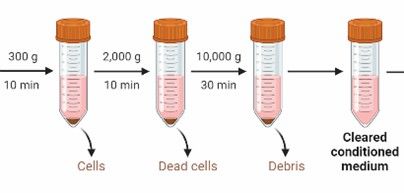Exosome Isolation and Purification