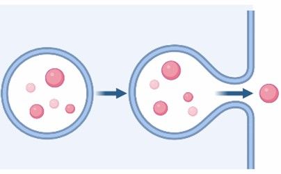 Exosome Labeling and Tracking