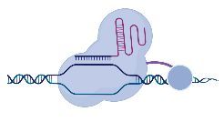 Fig.3 Genetic Engineering of Organoids.