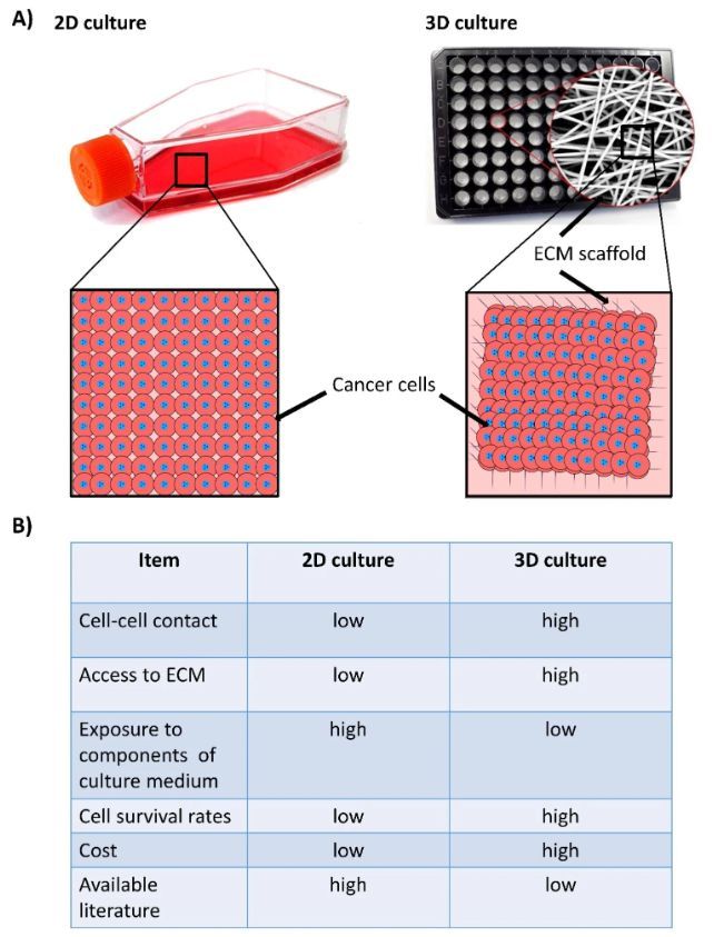 Fig.1 Major differences between two-dimensional (2D) and three-dimensional (3D) culture systems of cancer cells. (Farouk S. M., et al. 2023)