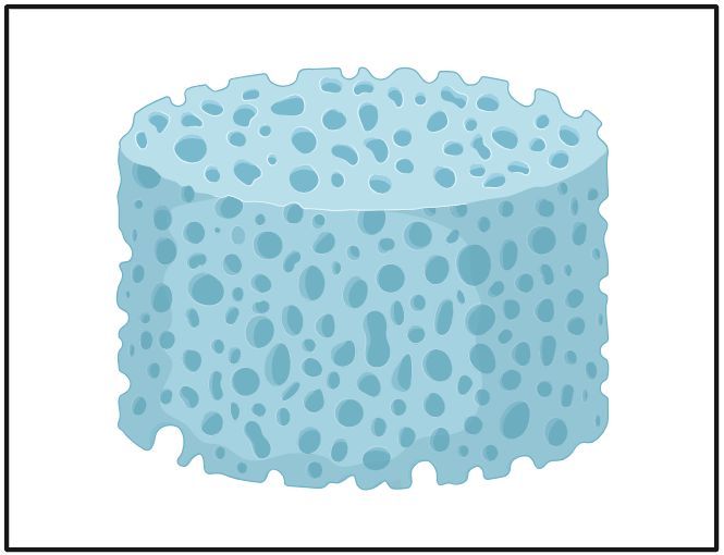 Fig.6 Development of Nanoparticle incorporated Scaffolds.