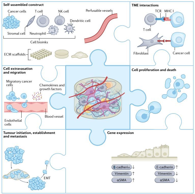 Fig.1 3D bioprinted models of cancer cell growth, migration, invasion, stemness and gene expression. (Farouk S. M., et al. 2023)