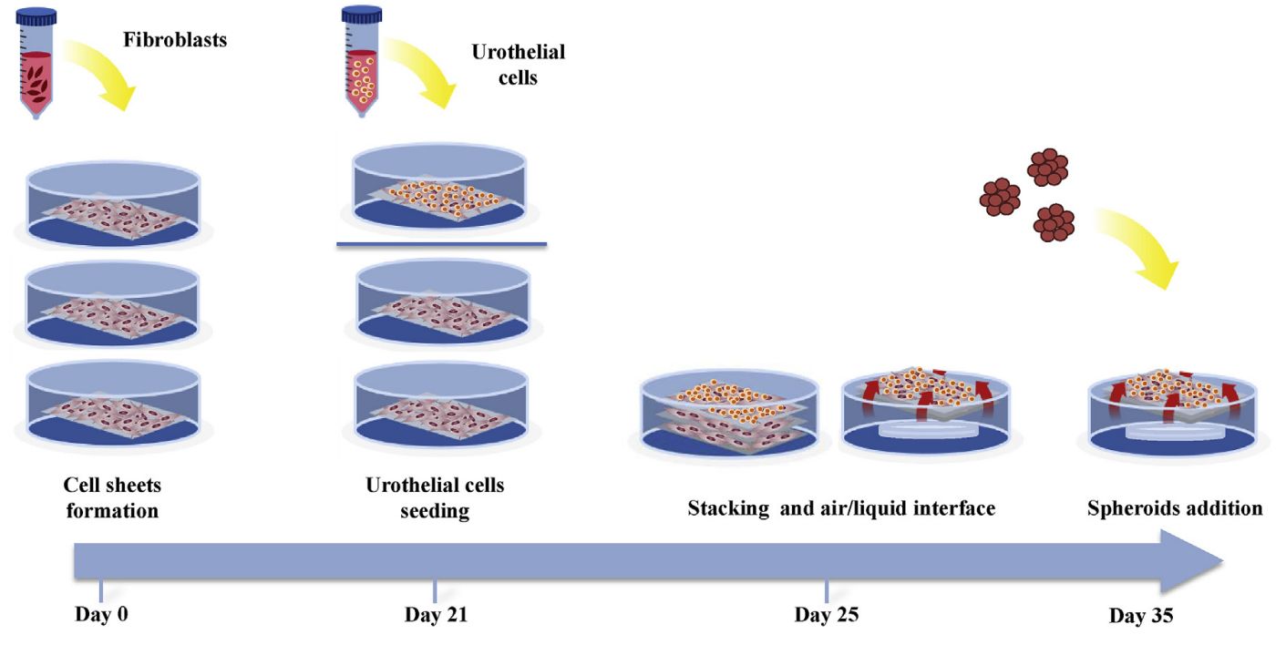 Fig.1 Tissue-engineered 3D bladder cancer model. (Cassandra R. G., et al. 2017)