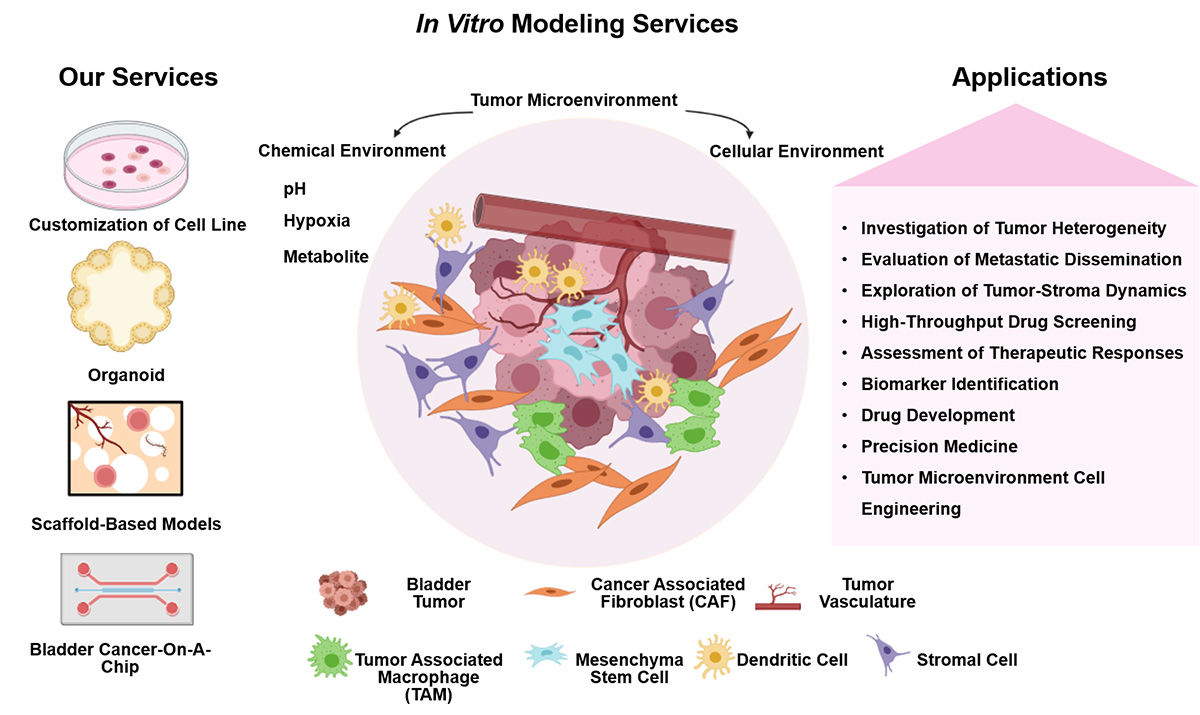 Fig.1 In Vitro Modeling Services by Alfa Cytology.