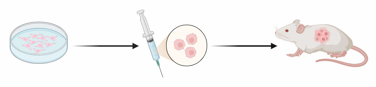 Fig.1 Cell Line-Derived Xenograft (CDX) Model.