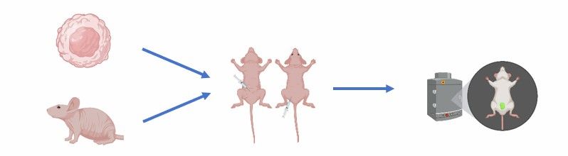 Cell Line-Derived Xenograft Model Development Service