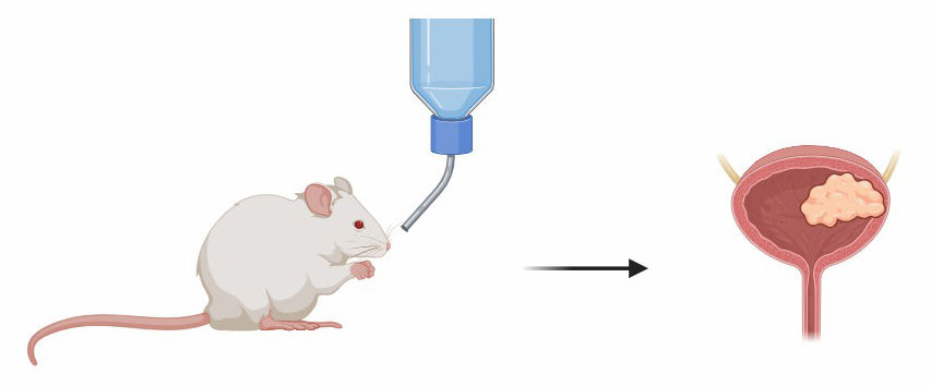 Fig.1 Carcinogen-Induced Model.