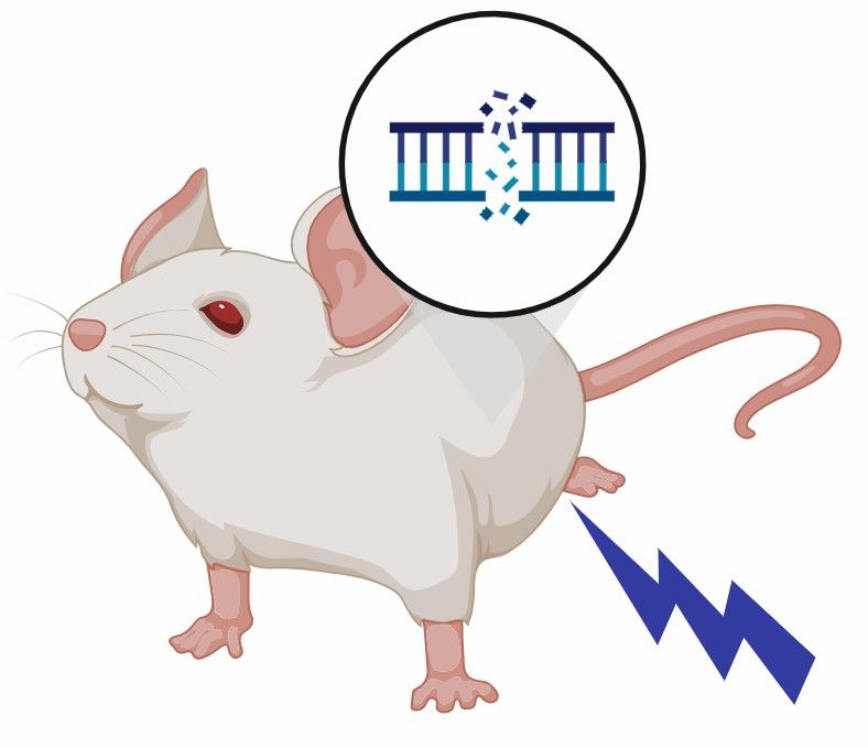 Fig 2. Mechanisms of Carcinogenesis Studies.