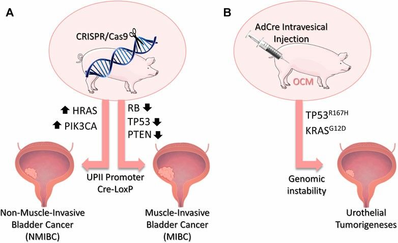 Fig.1 Potential genetic modifications in swine to develop bladder cancer models through CRISPR/Cas9 technology. (Zeng Y., et al. 2023)