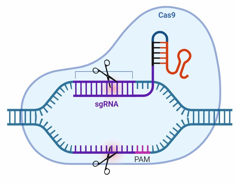  Fig 2. CRISPR-Cas9.