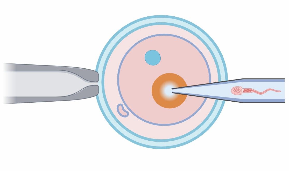  Fig 3. Embryonic Stem Cell Homologous Recombination Technology.