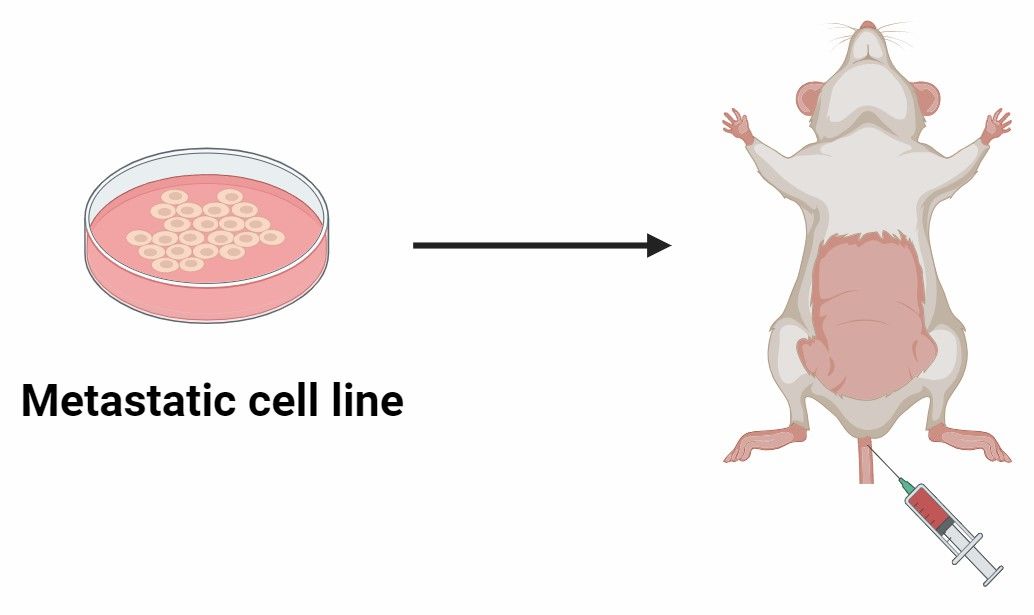  Fig 2. Development of Orthotopic Mouse Models.