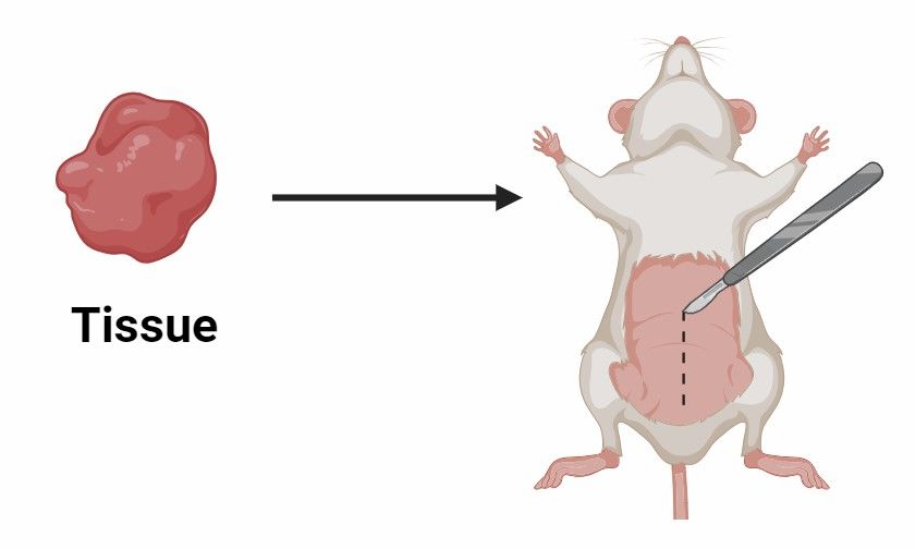 Fig 3. Development of Patient-Derived Xenografts (PDX).