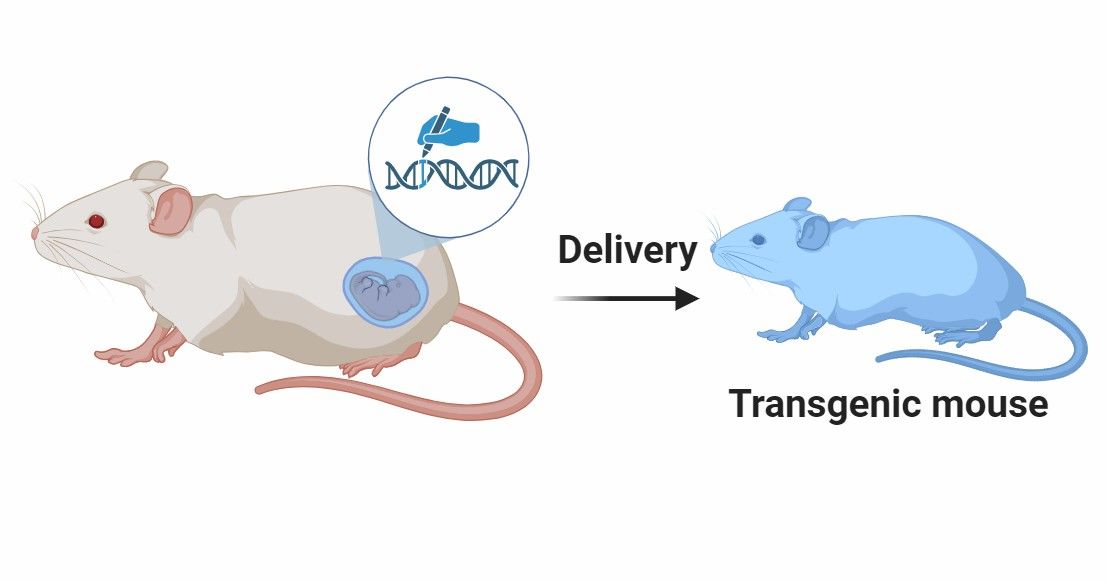 Fig 4. Development of Genetically Engineered Mouse Models (GEMMs).