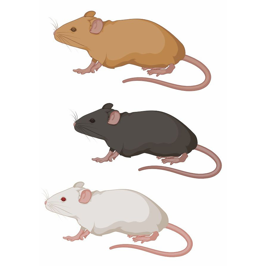  Fig 2. Model Selection.