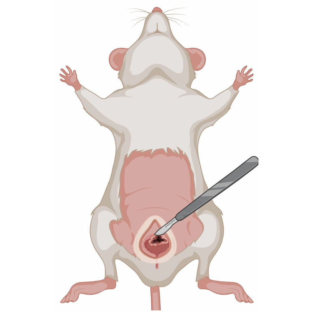  Fig 2. Model Selection.