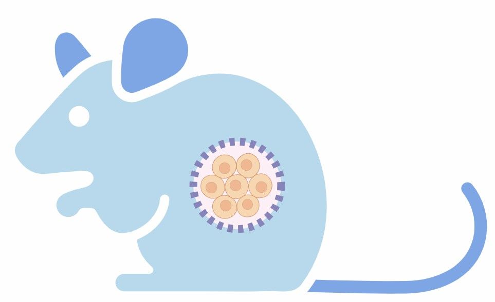 fig.1 pdx model development service